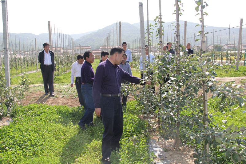 督查观摩崆峒站20亩苹果矮化密植园