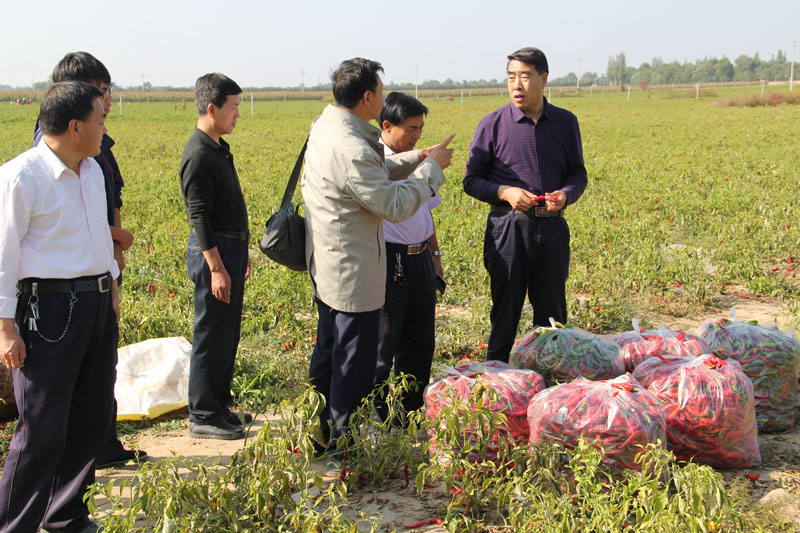督查观摩崆峒区草峰镇辣椒示范田