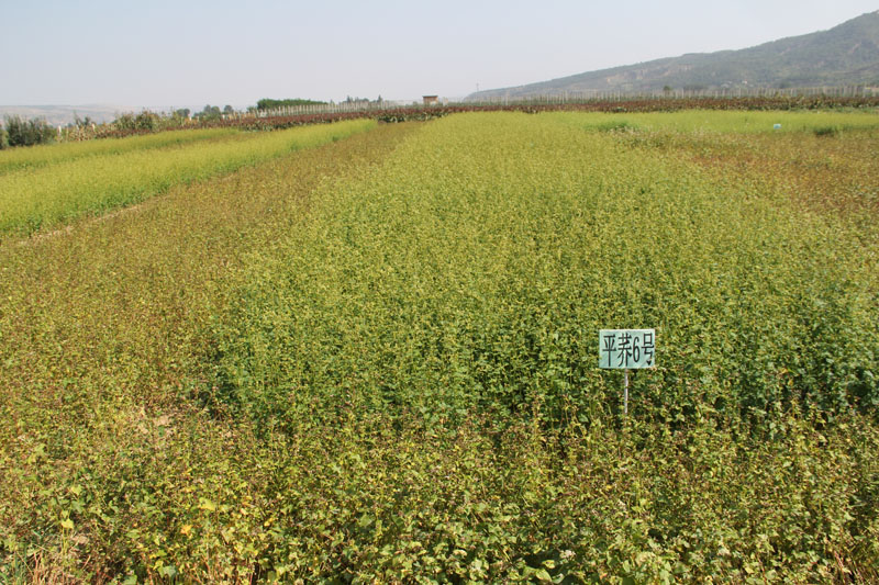 崆峒站荞麦新品种示范田