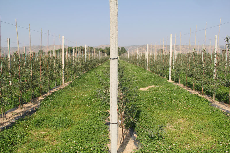 崆峒站矮化密植示范园