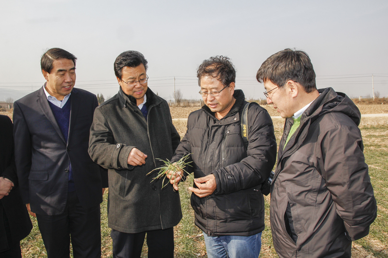 西农领导专家莅临我院考察指导小麦试验示范工作（三）